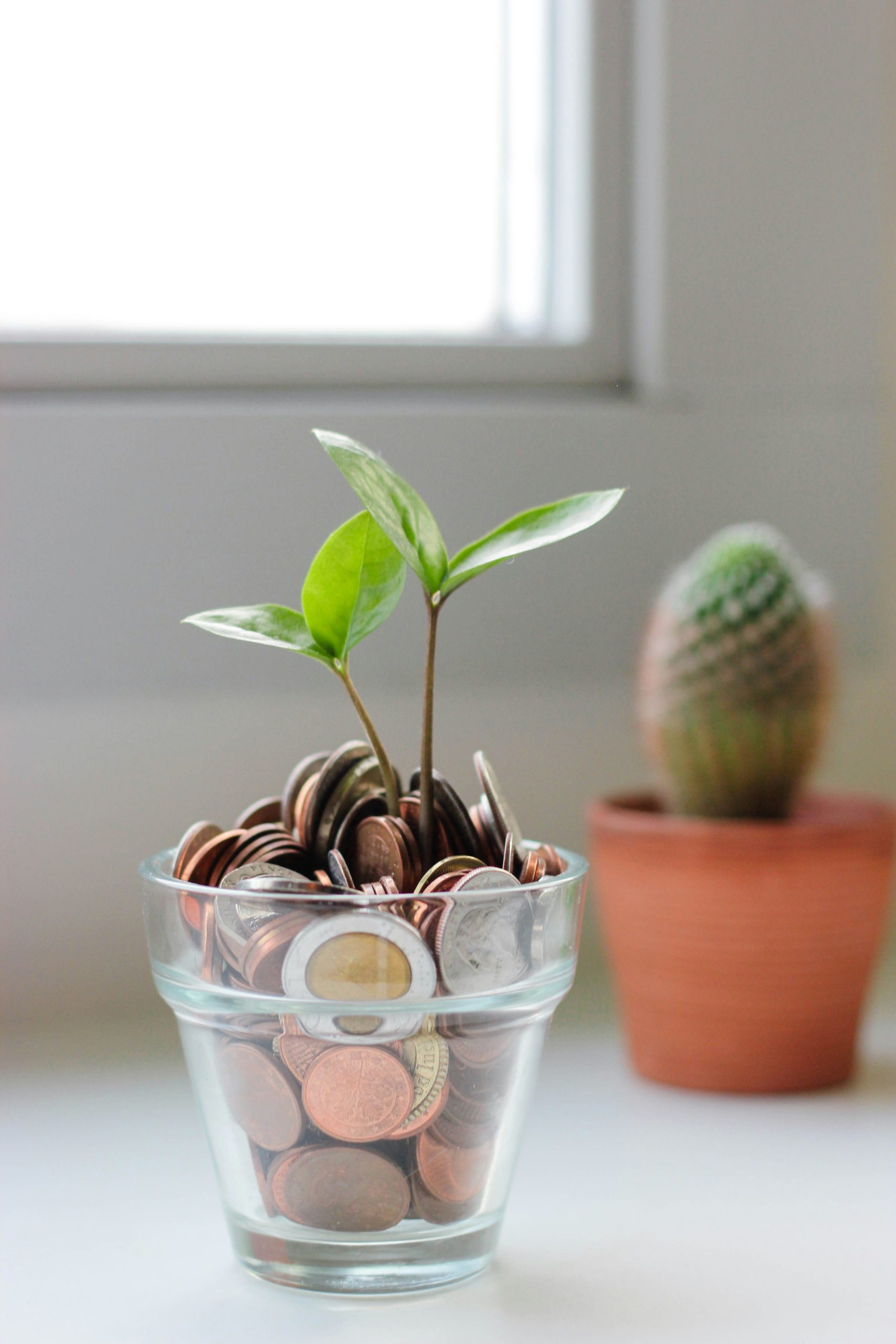 Money plant growing, symbolizing savings and growth at Frugal Miles